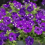 200 Seeds Petunia Starry Sky Perennial Purple Petals Spotted Flowers Home Garden Flowering Plants