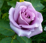 Light Purple Rose Seeds - Pack 30 Seeds - Rose Flower Gardening Flowering Plants
