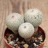 D2525 EPITHELANTHA MICROMERIS pot5,5-H4,5-W4,5 cm MaMa Cactus Green Plant
