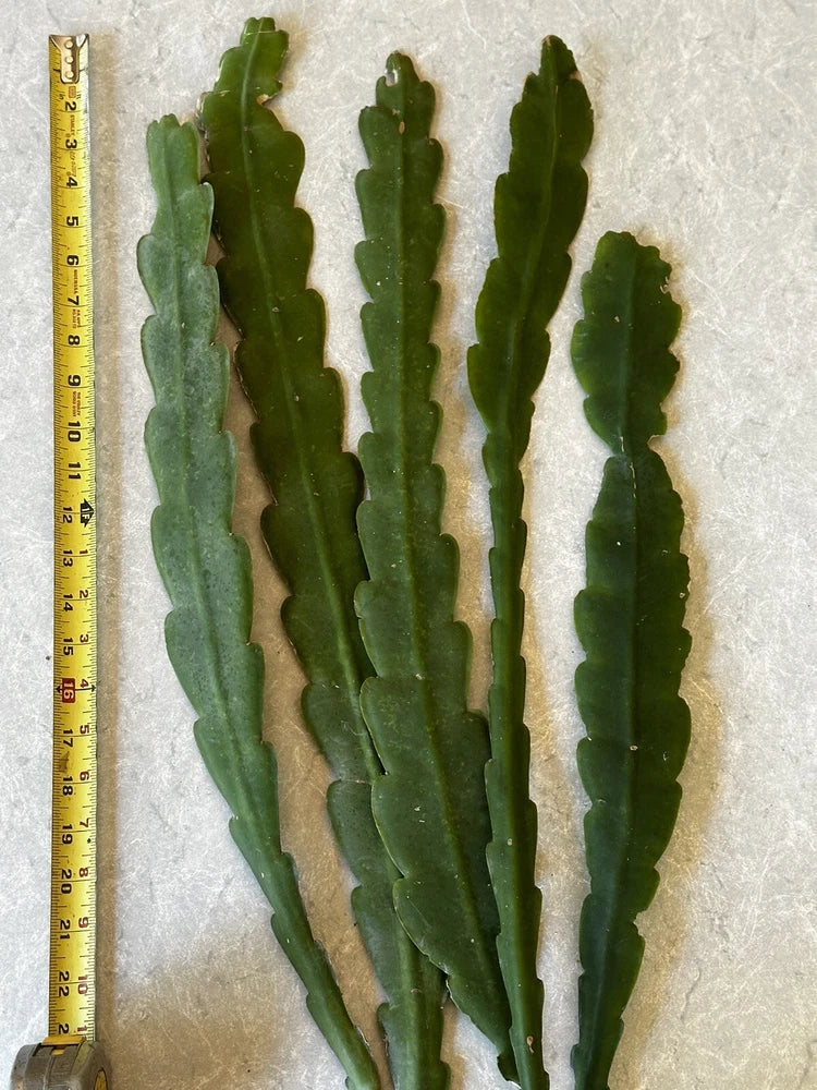 Green Epiphyllum cactus cuttings, segmented stems, shown with measuring tape