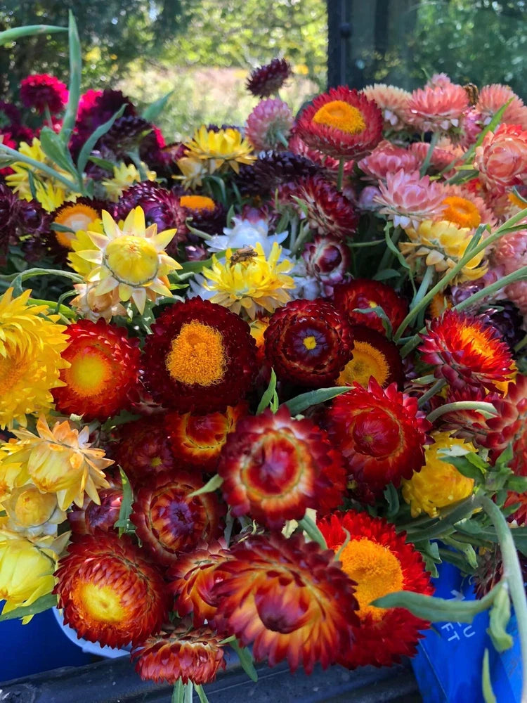 Mixed-color dried strawflower heads for decorating and crafts, close-up.