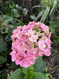 HYDRANGEA MACROPHYLLA Orchids
