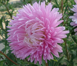 ASTER GREMLIN LIGHT ROSE DOUBLE Callistephus Chinensis - 200 Bulk Seeds Garden Plants