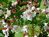 30 PURPLE LEAF CATALPA SEEDS - CATALPA X. ERUBESCENS " purpurea " Flowering Plants
