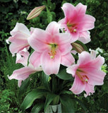 20 SEEDS for Light Pink LILY RARE flower Bloom exotic garden plant USA Seller Lily