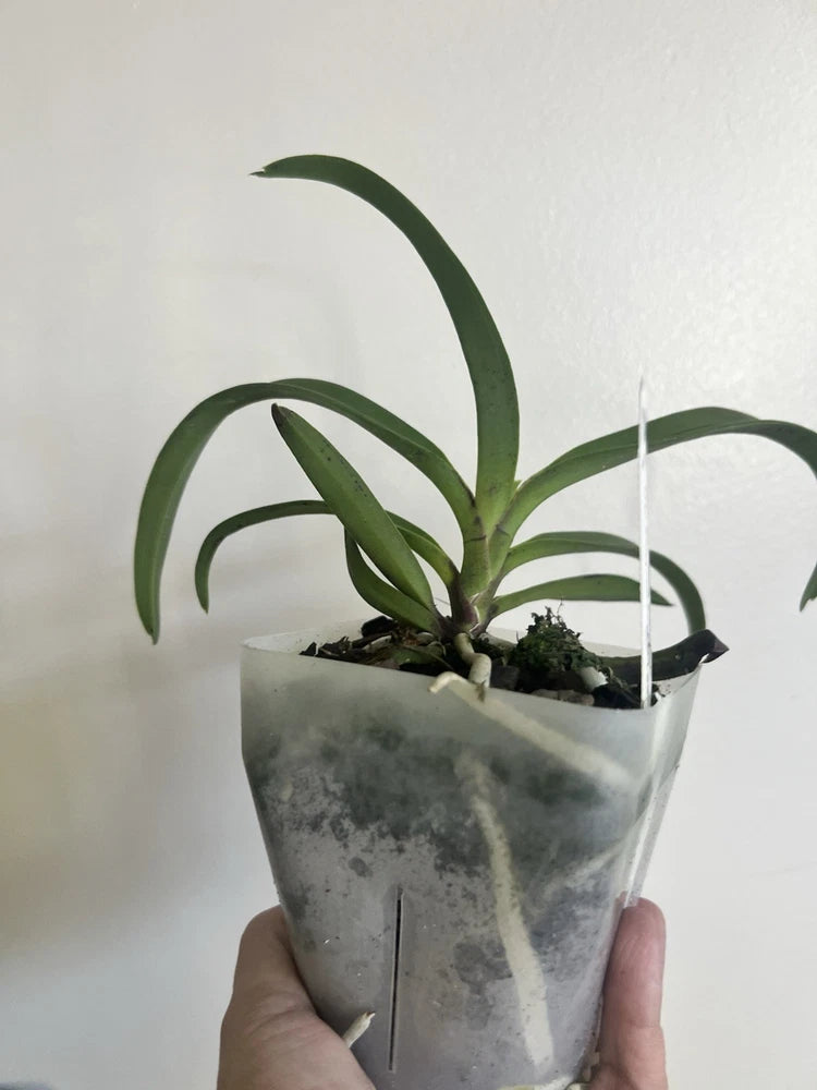 Orchid plant with long green leaves in a clear gray pot