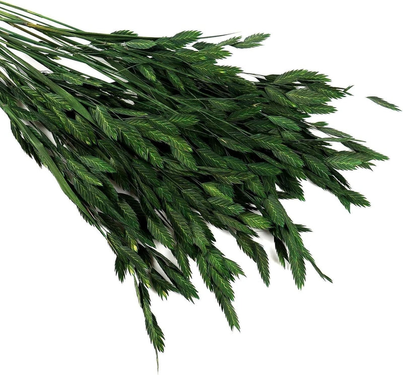 Unbranded Dried Preserved Oat Grass Plant with Stem--Dark Green-40 Pieces Green Plant