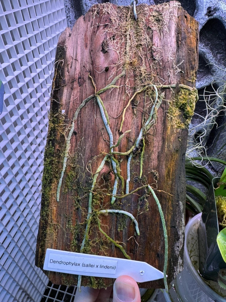 Mounted orchid on wood slab with green moss and dangling roots