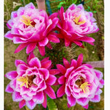 Cactus Succulent Plant MŠrchenfee Garden Beautiful Flowering Plants 5-6cm Flowering Plants