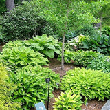 Ultimate Hosta Garden Collection 6-Pack of Bare Roots Hardy Mixed Heart-Shaped Garden Plants