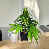 Realistic Faux Hemp Plant Decorative Artificial Greenery Home Office Display Green Plant