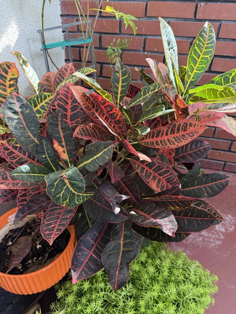 Croton plant with variegated red, green, and yellow leaves in a terracotta pot