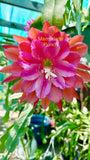 Marmalade Punch Epiphyllum  cutting - Orchids