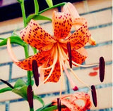 20 SEEDS for Orange Tiger LILY RARE flower Bloom exotic home plant USA Seller Lily