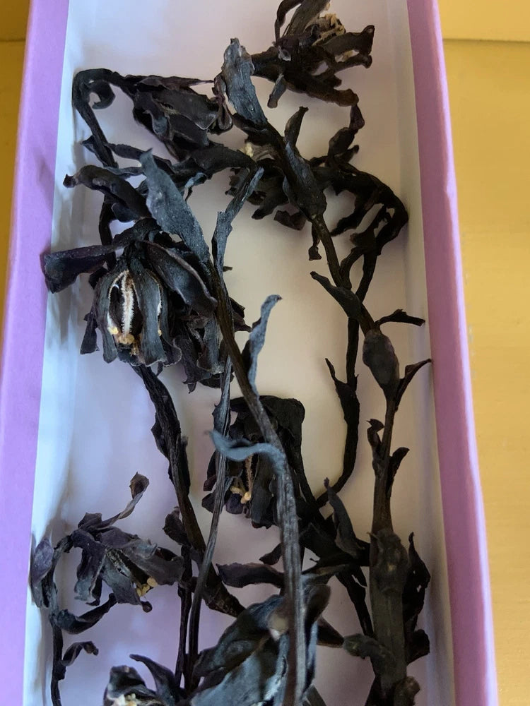 Dried ghost pipe whole flowers with stems and roots, dark blue-black in a box