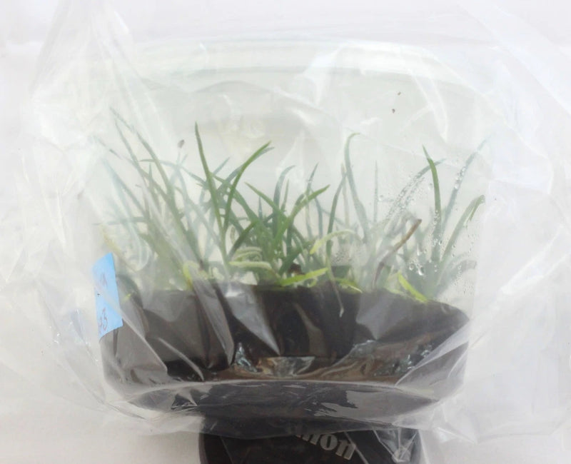 Orchid plant with green leaves, in a clear protective wrap over dark potting media