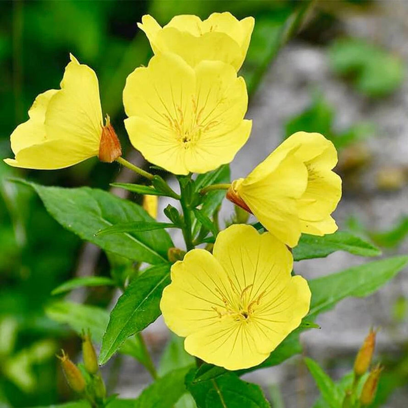 Yellow Common Evening Primrose Seeds | Non-GMO | Flower Seeds | Seed Store 1243 Flowering Plants
