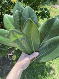 Real magnolia leaves 30 Leaves __Crafts Fish Food Ect Dried Flower