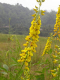 Crotalaria Pallida 50 Seeds, Smooth Rattlebox, Rattlepod Perennial Edible Herb Flowering Plants
