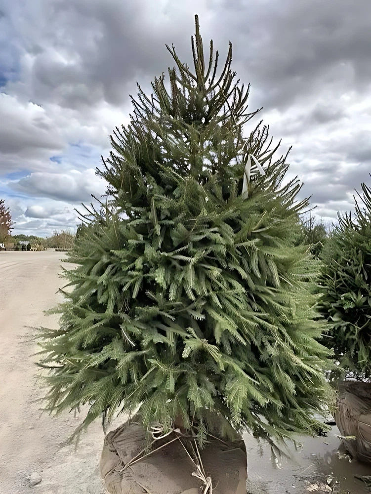 2 live NORWAY spruce trees 2-3 ft tall now christmas evergreen hedge Green Plant
