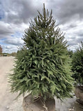 2 live NORWAY spruce trees 2-3 ft tall now christmas evergreen hedge Green Plant