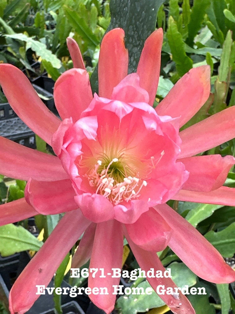Pink orchid cactus flower with long petals on a leafy green plant