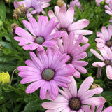 200+ Light Purple Cape Daisy Seeds for Garden Planting - USA - FREE SHIPPING! Garden Plants