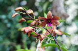 ( 62-2 )  Den.(Thongchai Gold x Candy Stripe )  NBS Orchids