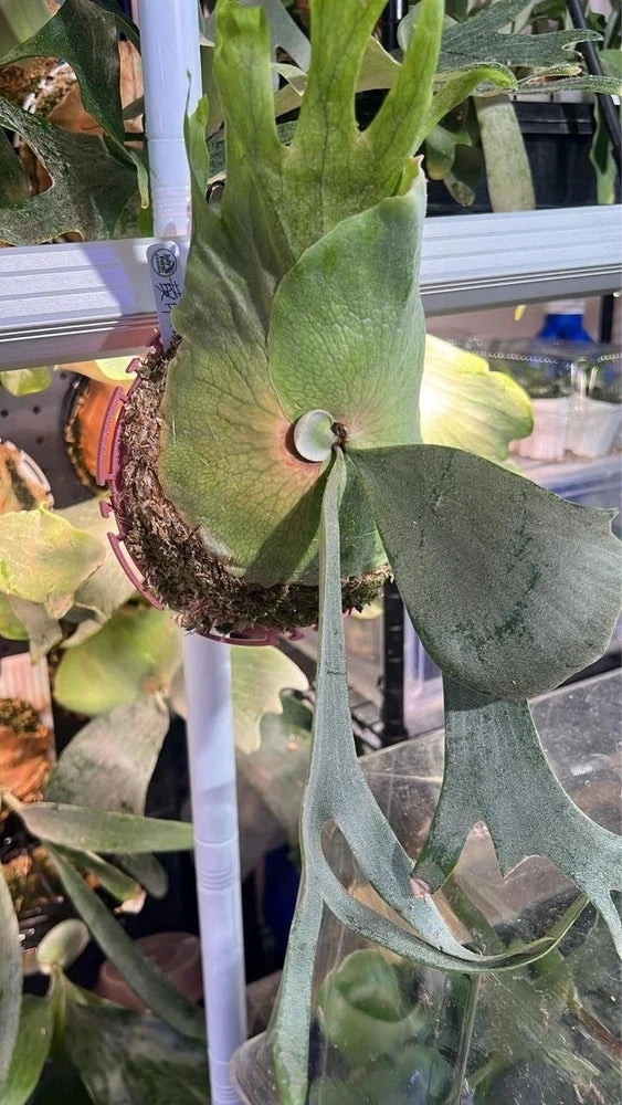 Mounted staghorn fern with green bifurcated fronds on bark mount