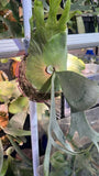 Platycerium willinckii Yellow Moon*veitchii Lisa Orchids