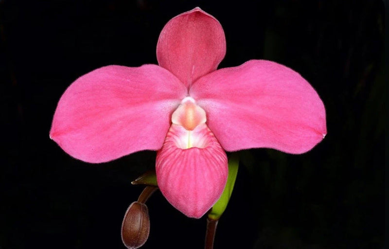 Red and pink lady slipper orchid flower with three-part bloom and brown seedpod