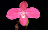 Phragmipedium Eugene Banzinger ÔPangui SunsetÕ Red Pink Orchid Hybrid 4Ó RePot Orchids
