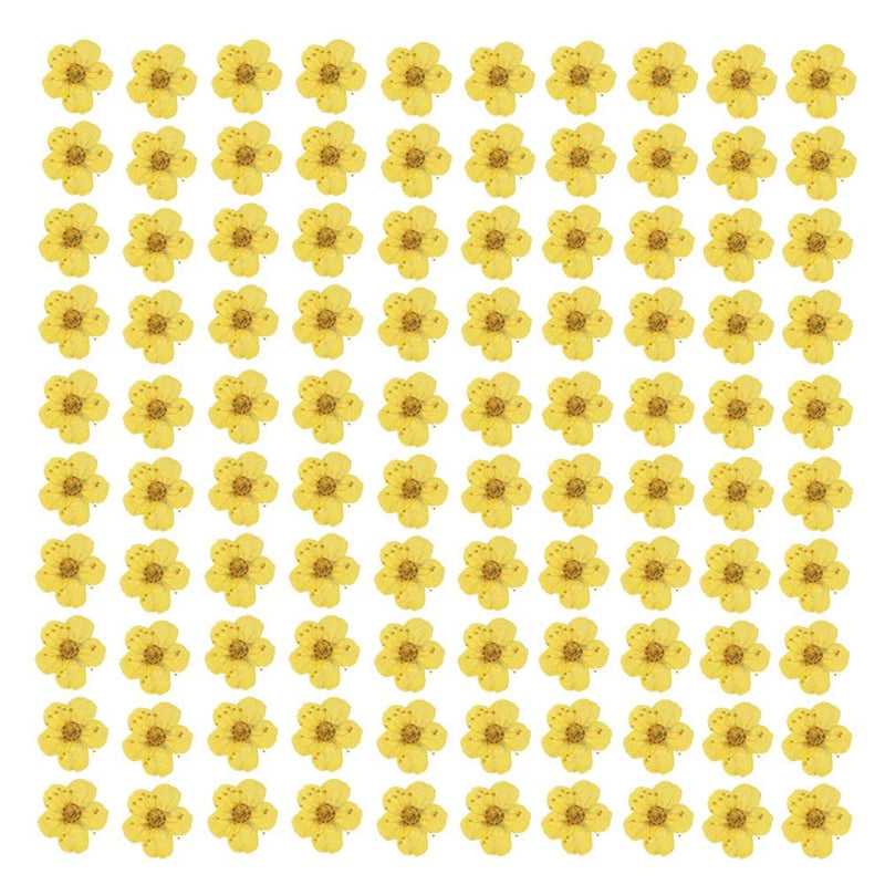 Pressed small yellow plum-blossom dried flowers, flat round petals, multiple pieces
