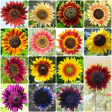 Groundio Sunflower Seeds for Planting, 15+ Varieties, 1 Oz, multiple color Sunflower