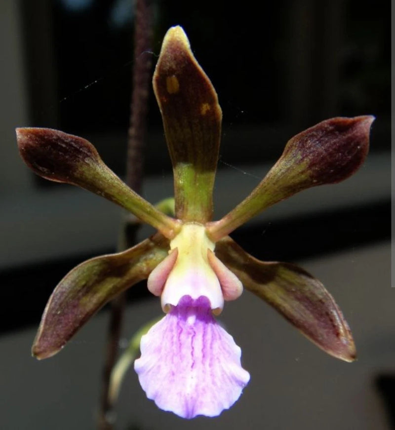 Live orchid bloom with purple-and-white flower and brownish maroon petals