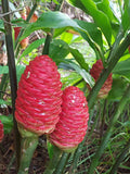 2 Shampoo Ginger Rhizomes, Zingiber Zerumbet, Pine Cone,  Free Offer Lily