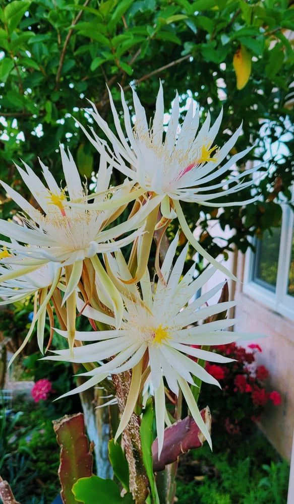 White Queen of the Night orchid cactus bloom with long ribbon-like petals