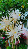 White Epiphyllum Orchid cactus Queen of the Night Cutting Absolutely GORGEOUS !! Orchids