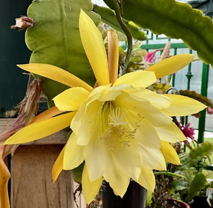 Yellow epiphyllum orchid cactus with large flower in small pot