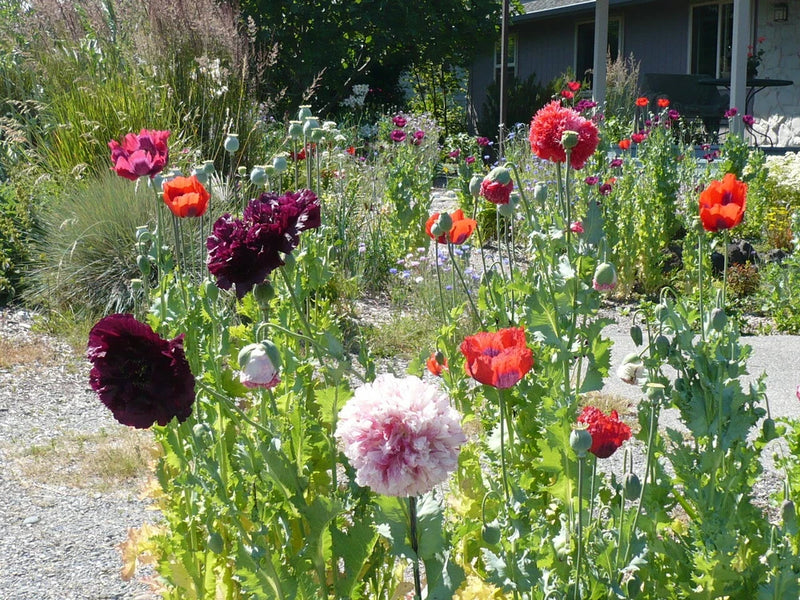 Garden Mix  Poppy Papaver S Seeds Huge Variety 5000+  *Shelley aka PoppyQueen__ Garden Plants