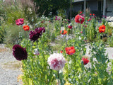Garden Mix  Poppy Papaver S Seeds Huge Variety 5000+  *Shelley aka PoppyQueen__ Garden Plants