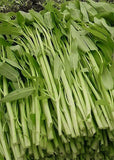 50+ Thai Water Spinach seeds Ong Choy Kangkong Kong Xin Cai Garden Vegetable USA Garden Plants