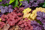 1200 MIXED COLORS CORAL BELLS HEUCHERA Shade Flower Seeds *Flat S/H Flowering Plants