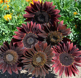 Sunflower Ð Chocolate Cherry - 50 Seeds Per Packet, Non-GMO Sunflower