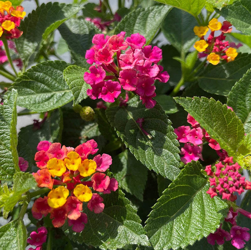 Set 2 Lantana Anne Marie Live Plants - 4-6" Tall - Flowering Plant for Landscapi Garden Plants