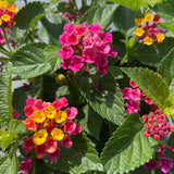 Set 2 Lantana Anne Marie Live Plants - 4-6" Tall - Flowering Plant for Landscapi Garden Plants