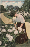 Rockford, Illinois IL Growing Buckbee's New Hardy Hydrangea "Hills of Snow" Hydrangea