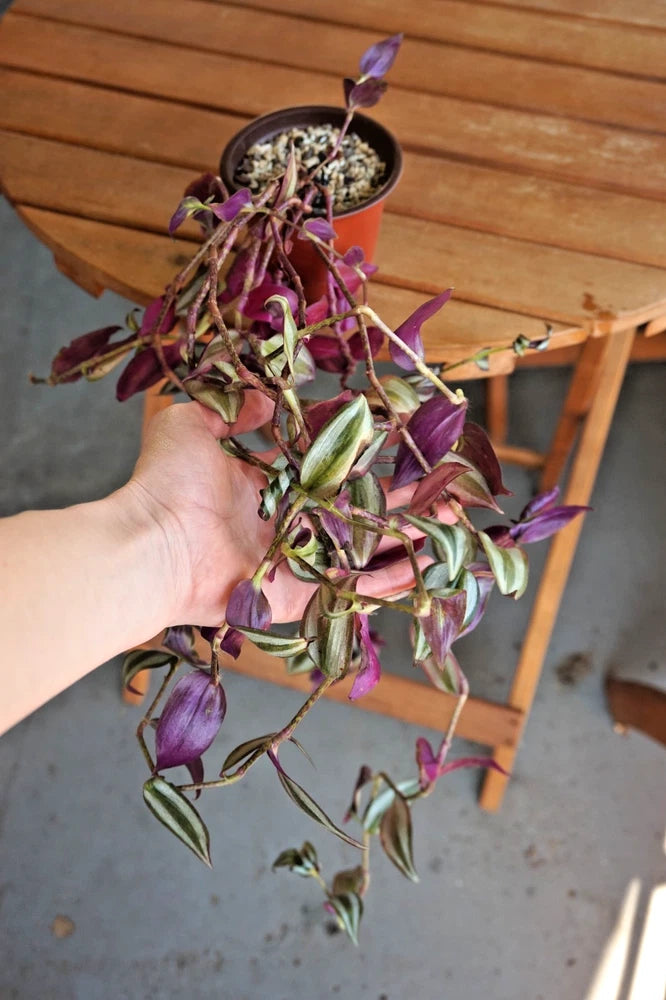 Tradescantia zebrina; Inchplant; Spiderwort; 4Ó planter; Bare-Root Shipping Orchids