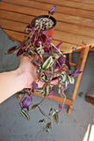 Tradescantia zebrina; Inchplant; Spiderwort; 4Ó planter; Bare-Root Shipping Orchids