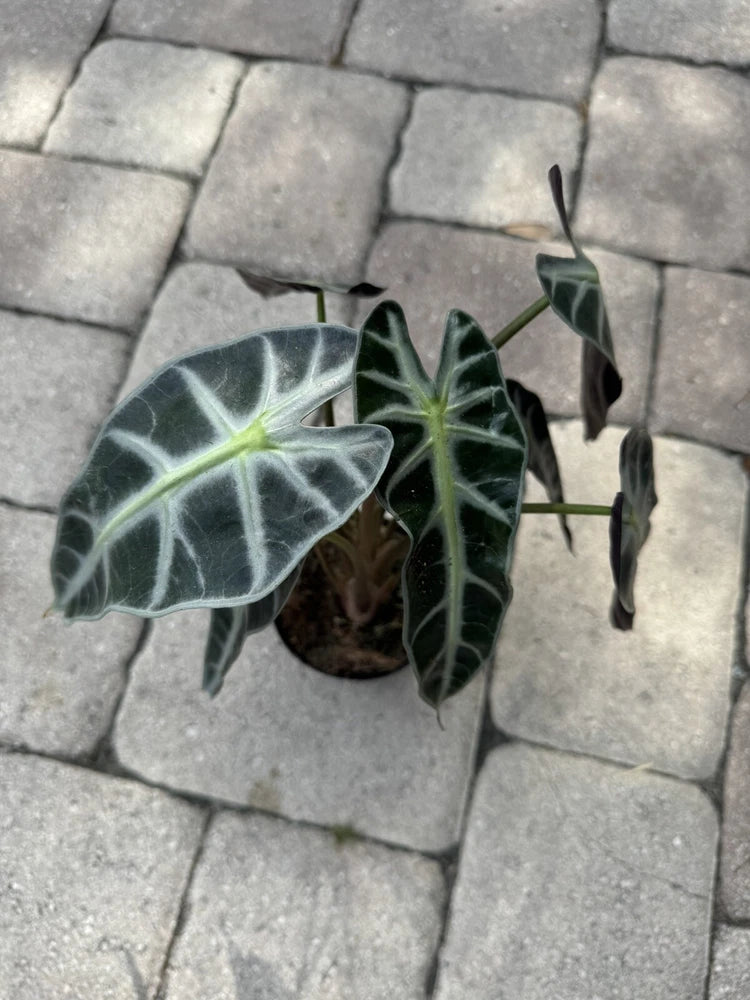 Alocasia Bambino plant with dark green veined leaves in pot